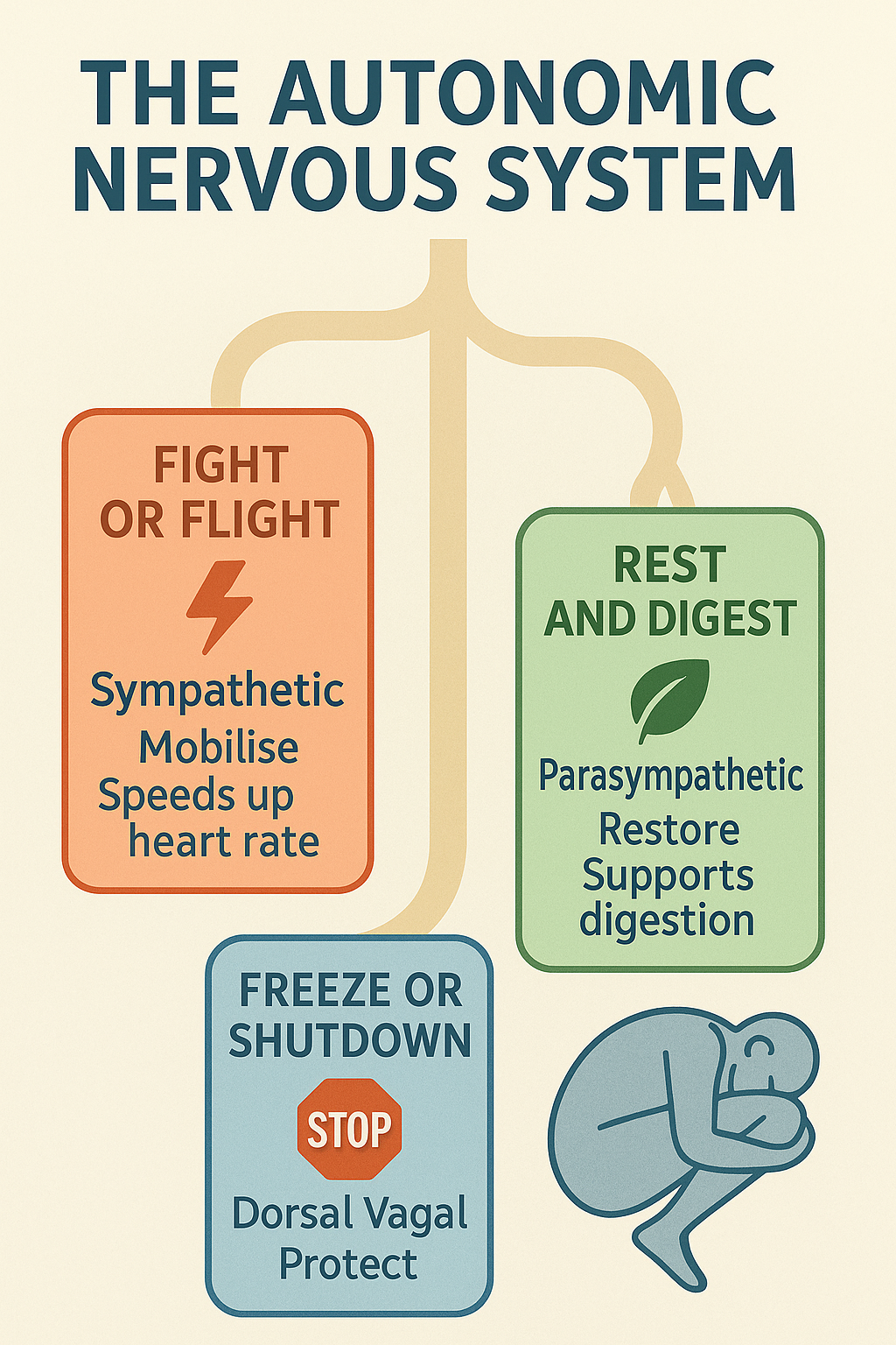 Three-state ANS diagram: Rest & Digest, Fight/Flight, Shutdown