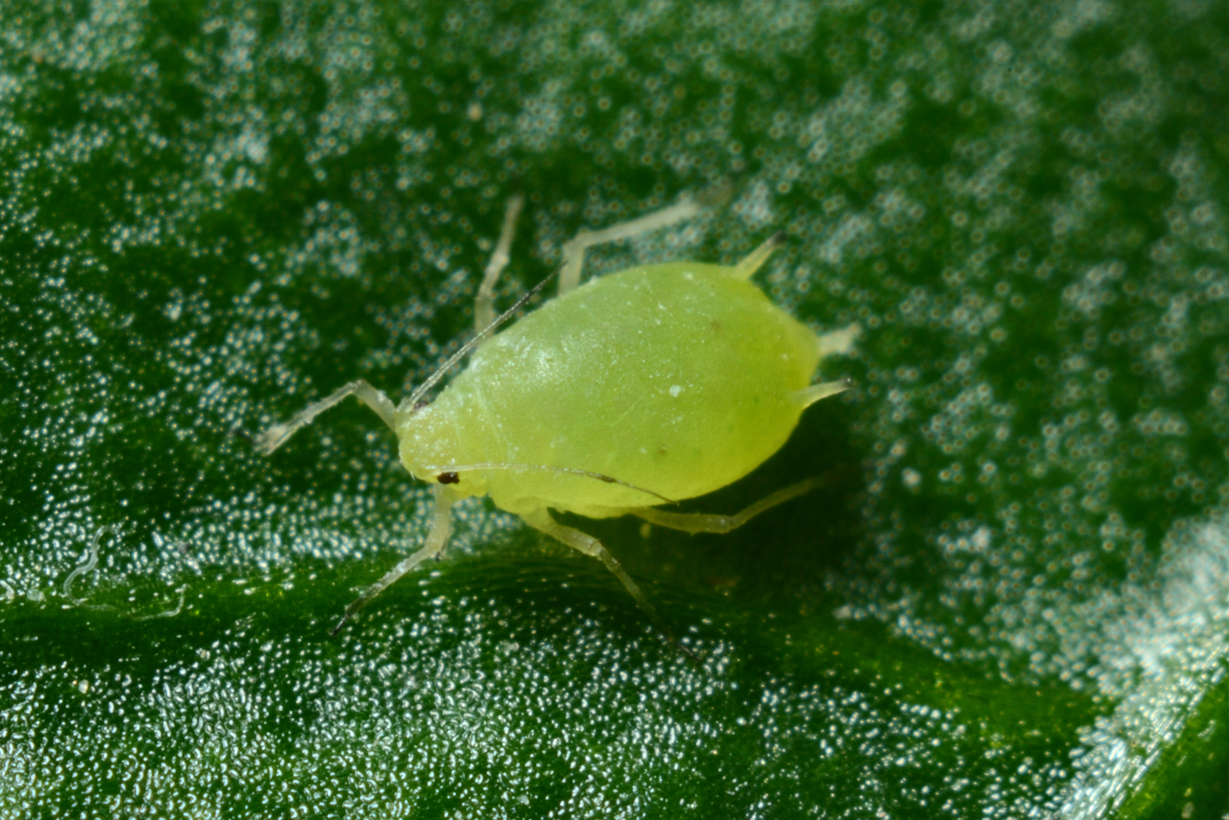 Aphids cluster on a stem