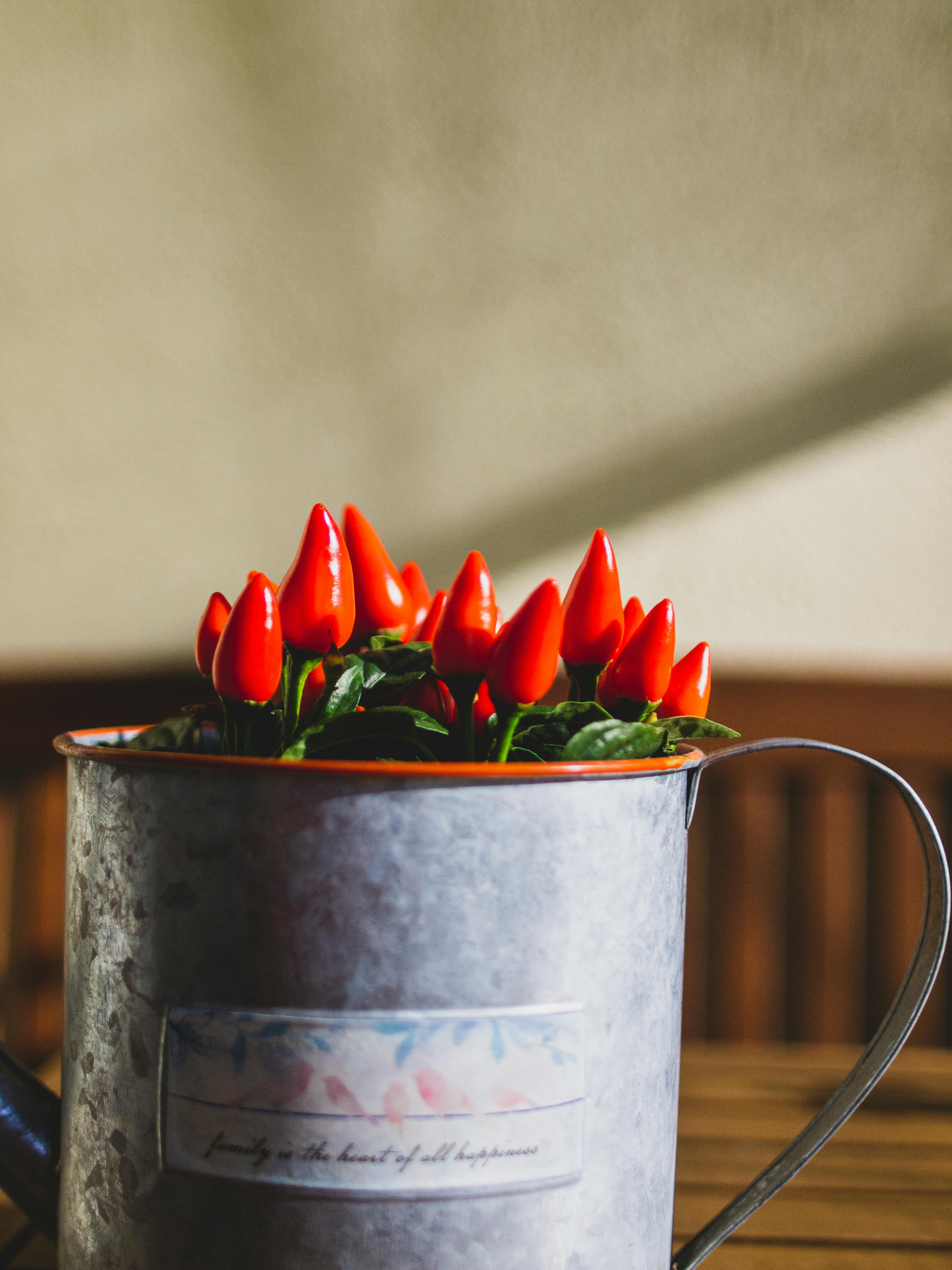 Chillies in a container