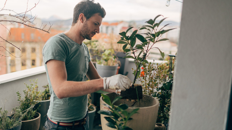 Person tending plants on a balcony, planting into a terracotta pot