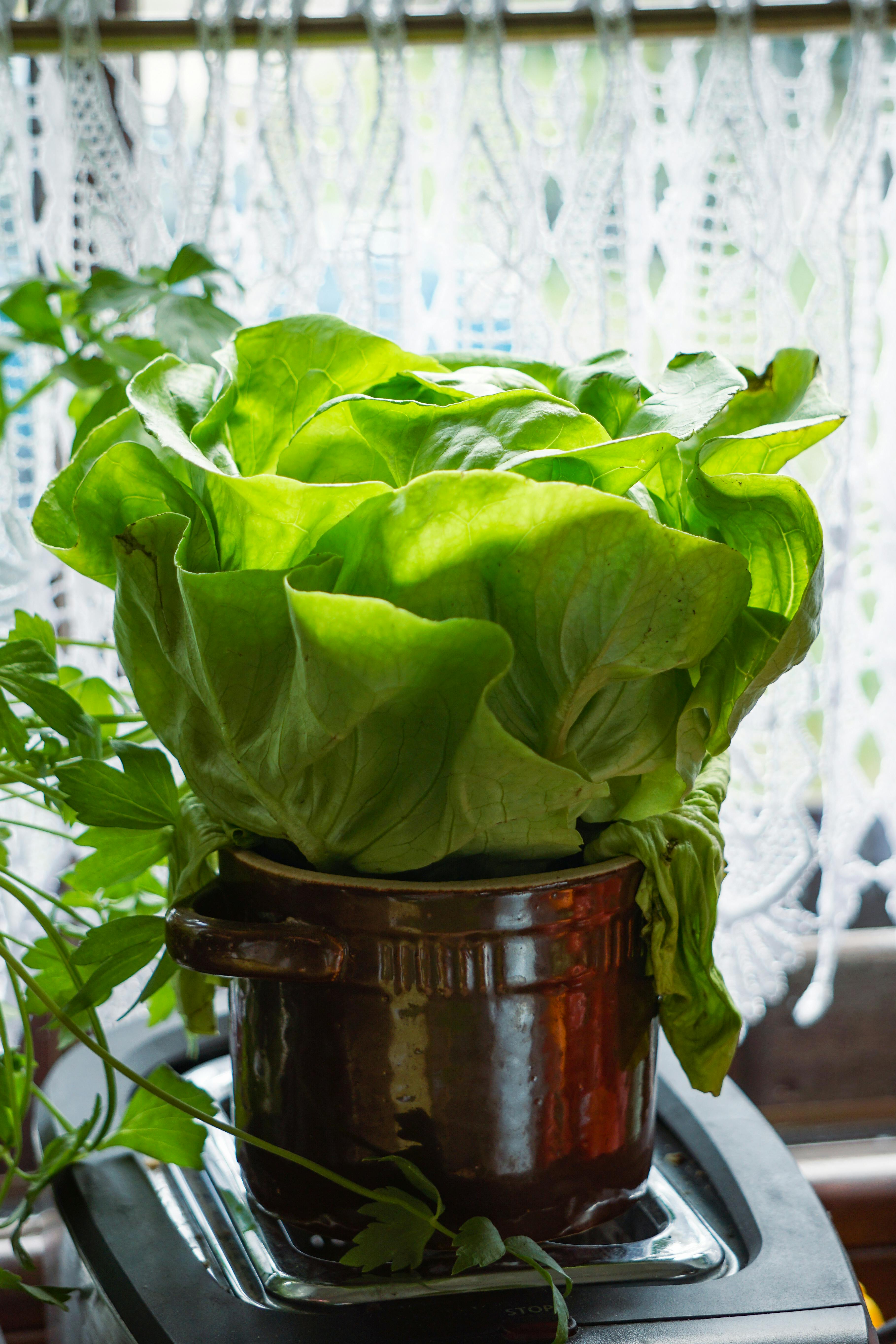 Regrowing lettuce and herbs from cut bases