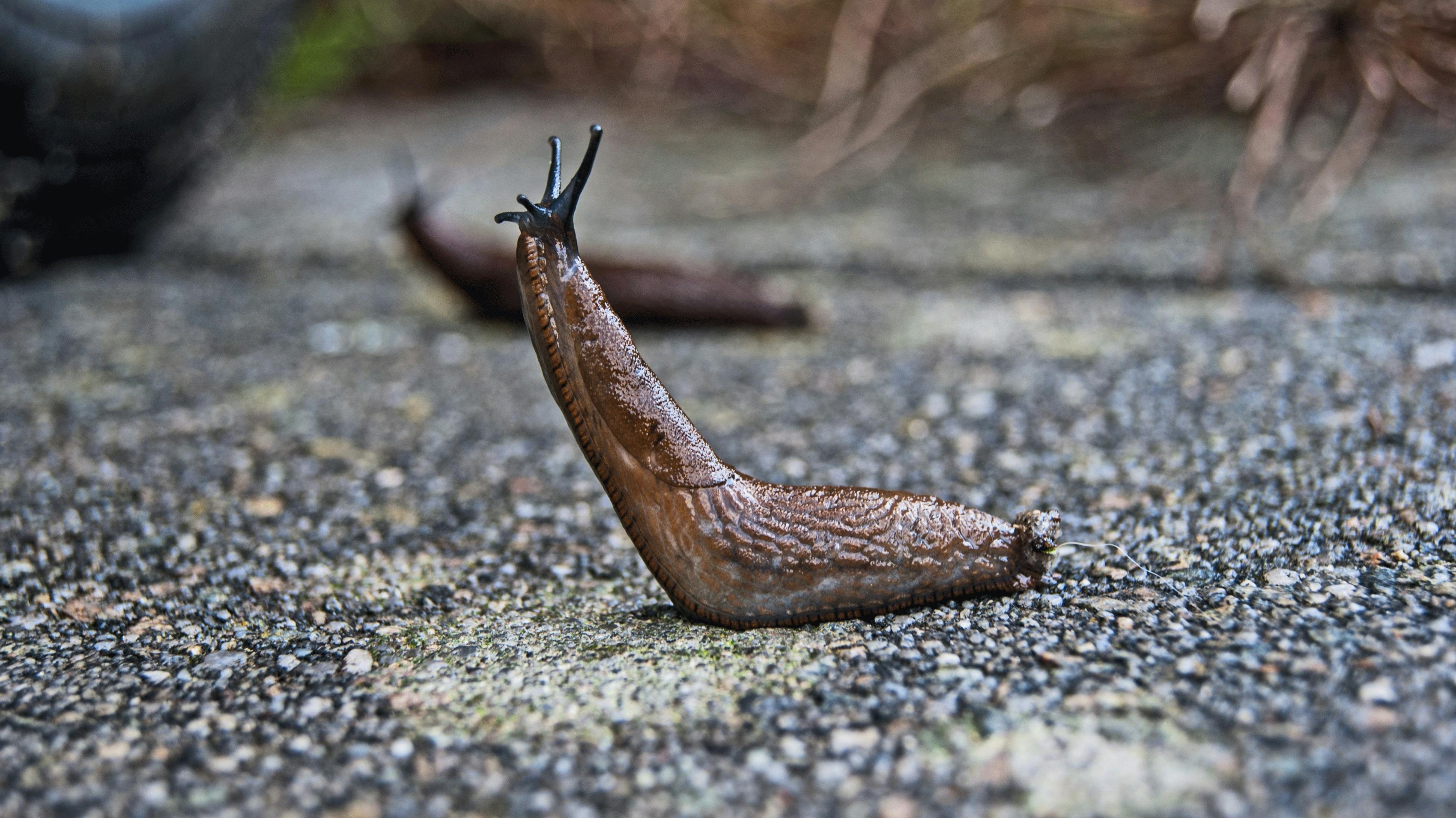 Slugs trail and leaf holes