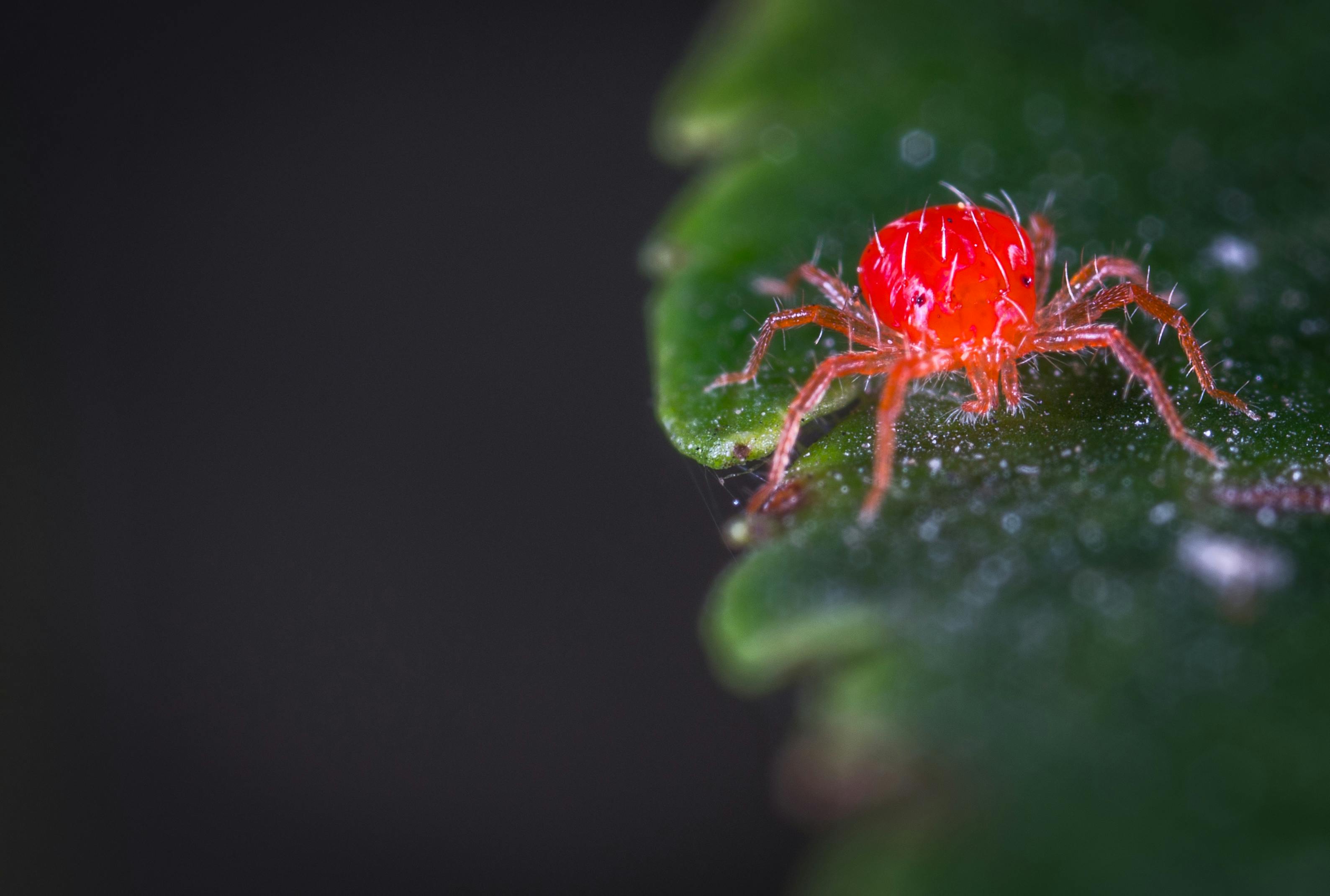 Fine webbing on leaf: spider mites