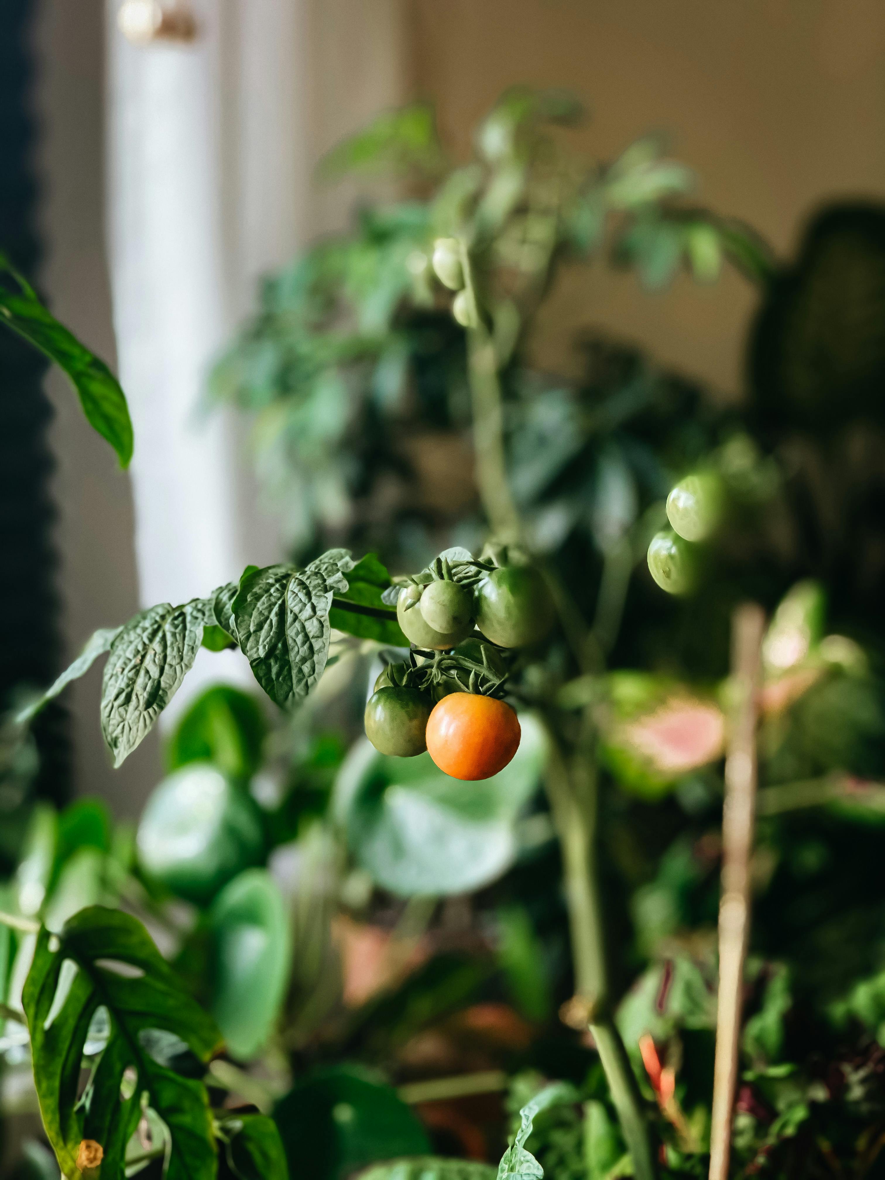 Tomatoes ripening in a pot